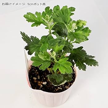 食用菊『かしろ』の苗　1〜2年生株 Amazon.co.jp: 食用菊 もってのほか 9cmポット苗 （ピンク色
